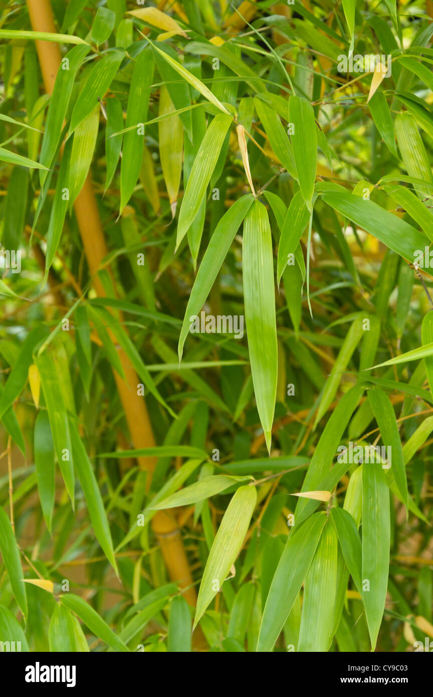 Phyllostachys aureocaulis Stockfotos und bilder Kaufen Alamy