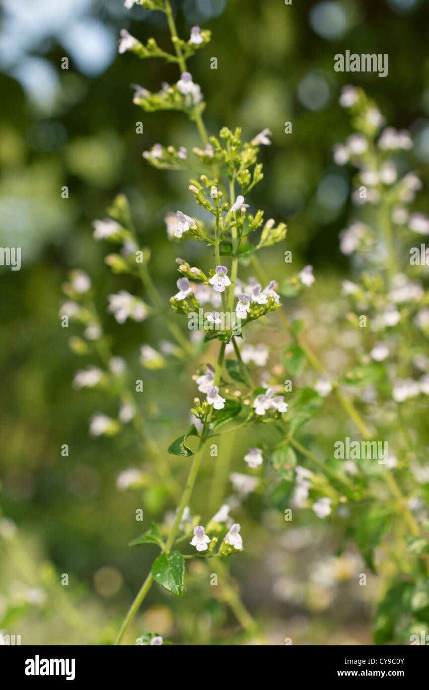 Weniger bergminze (calamintha nepeta) Stockfoto