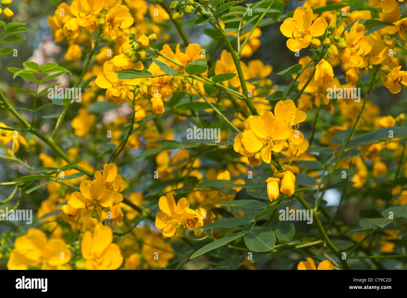 Wandern Senna (senna bicapsularis Syn. cassia emarginata) Stockfoto
