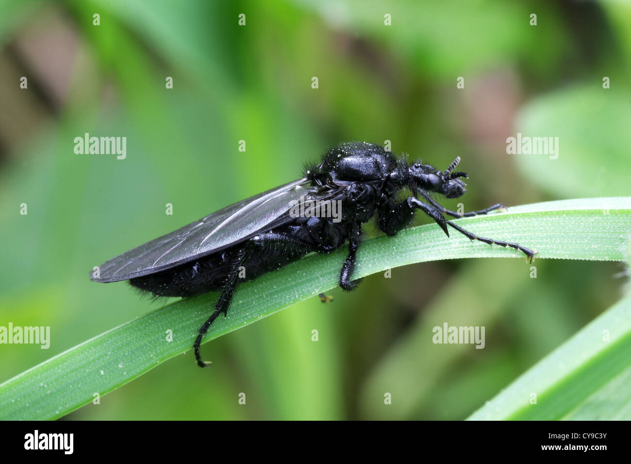 Fieber-fliegen - Dilophus febrilis Stockfoto