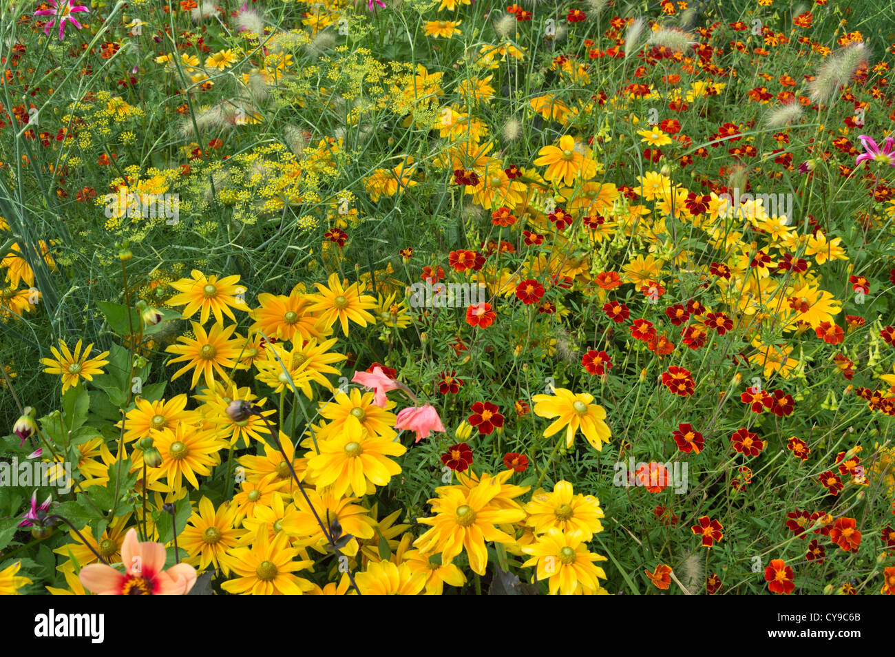 Kegel Blumen (RUDBECKIA), Tagetes (Tagetes) und Fenchel (Foeniculum vulgare) Stockfoto