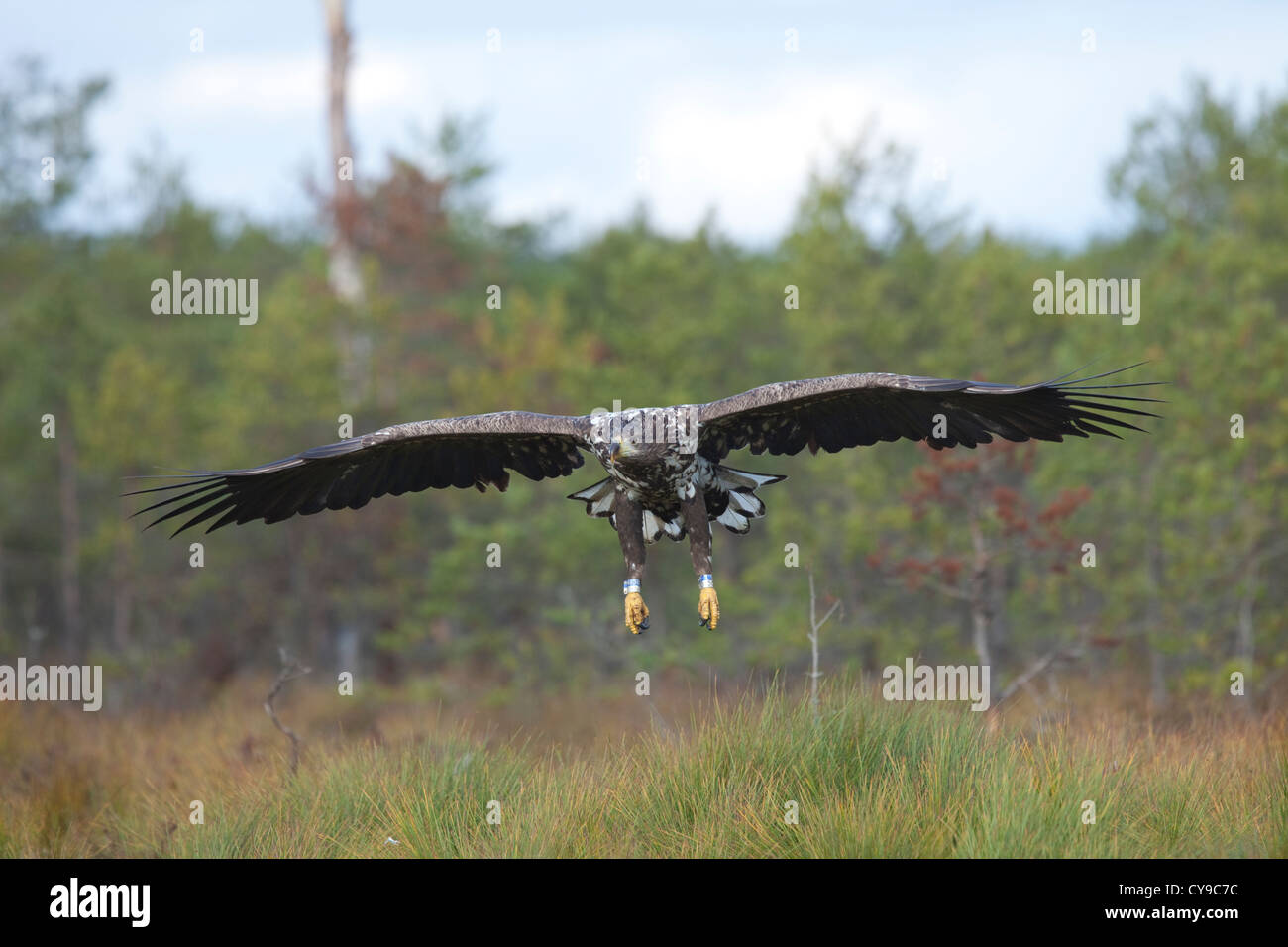 White-Tail Eagle (Haliaeetus Horste). Beringt. Estland. Stockfoto