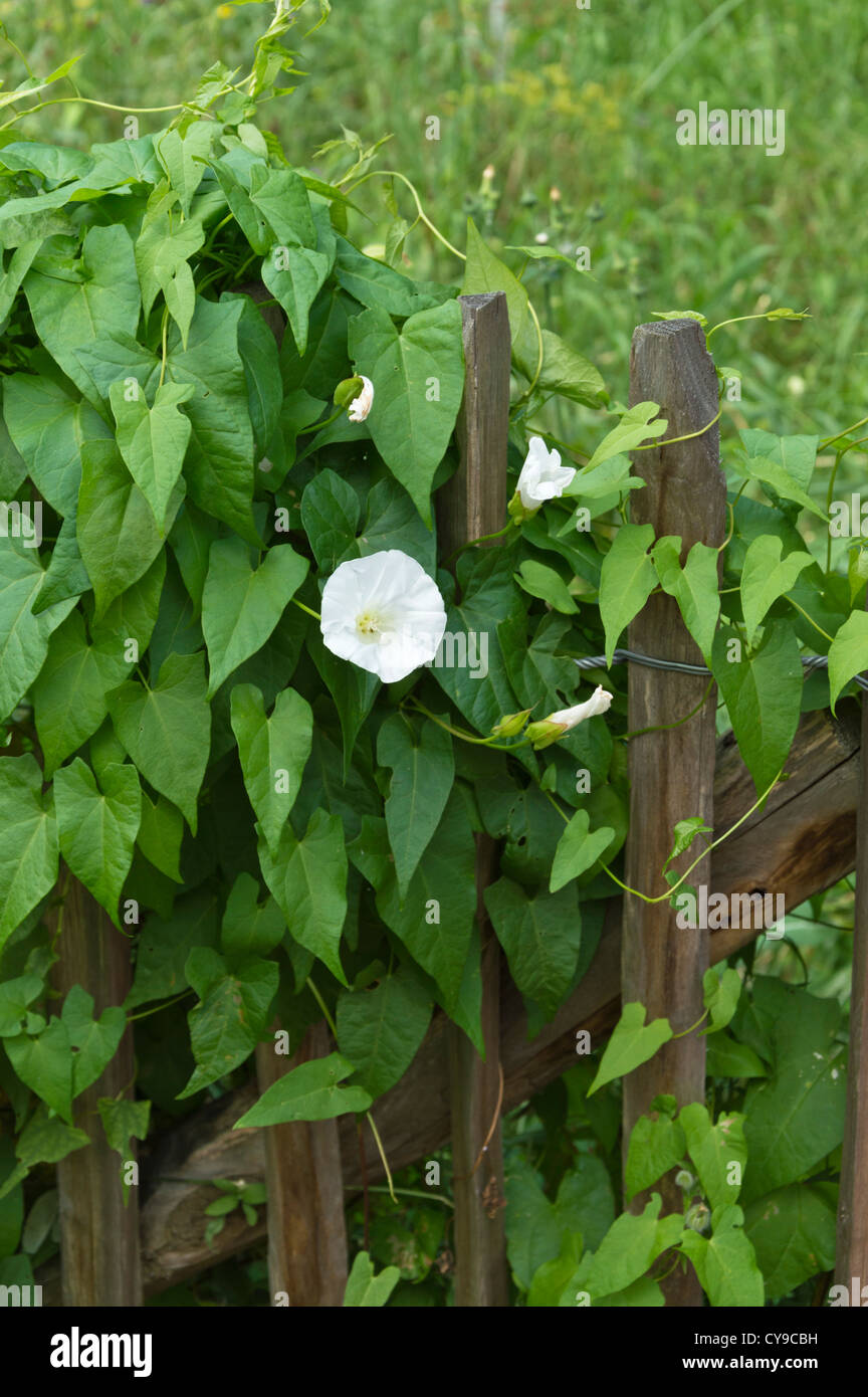 Hedge bindweed (calystegia sepium Sepium) Convolvulus syn. Stockfoto