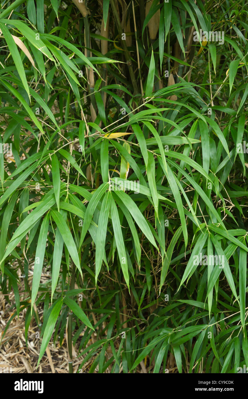 Tonkin Bambus (pseudosasa amabilis) Stockfoto