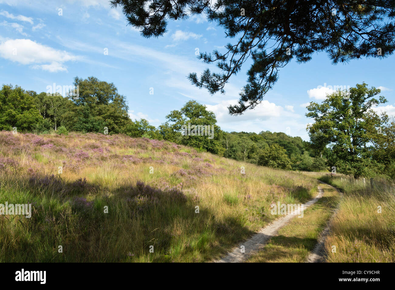 Gemeinsame Heidekraut (Calluna vulgaris), De Meinweg Nationalpark, Niederlande Stockfoto