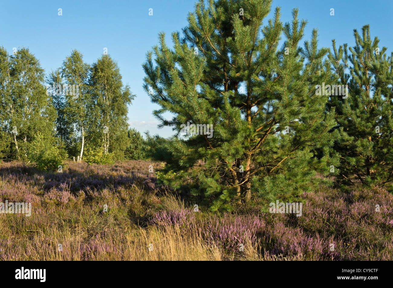 Gemeine Kiefer (Pinus sylvestris), gemeinsame Heidekraut (Calluna vulgaris) und Birken (Betula), schönower Heide Naturschutzgebiet, Deutschland Stockfoto