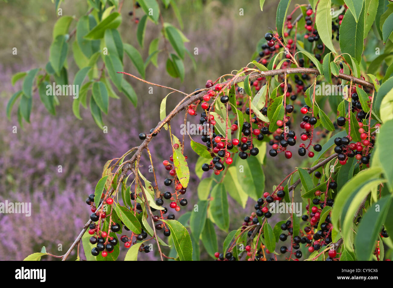 Black Cherry (Prunus serotina) Stockfoto
