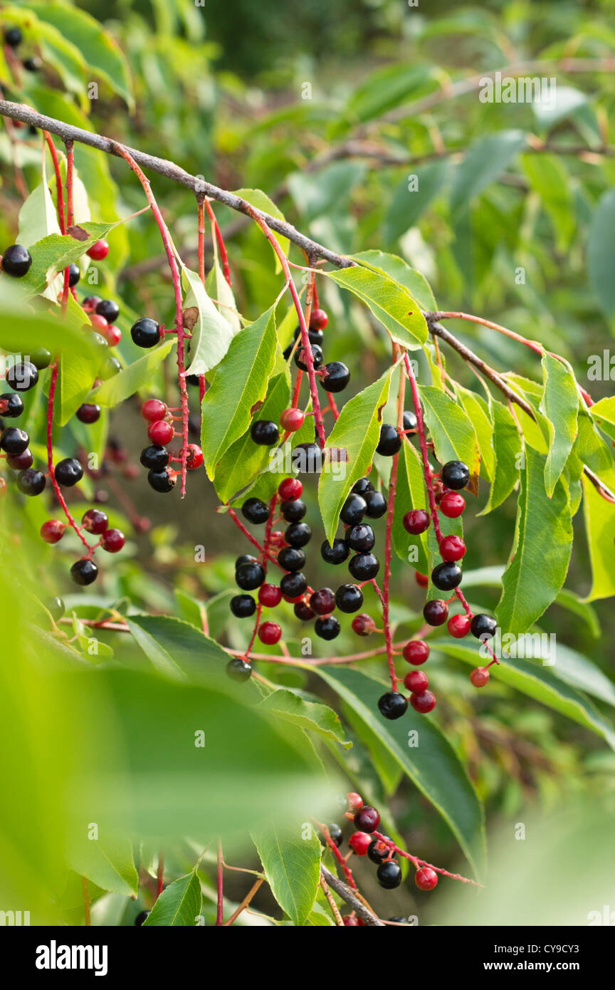 Black Cherry (Prunus serotina) Stockfoto