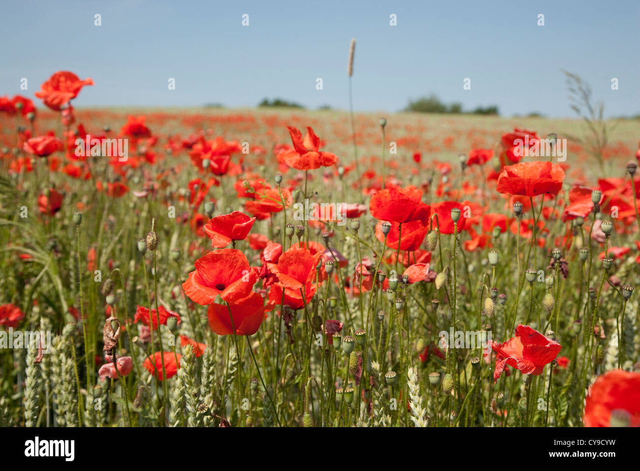 Klatschmohn im Gerstenfeld, Feldberger Seenlandschaft, Landkreis Mecklenburgische Seenplatte, Mecklenburg-Vorpommern, Deutschland Stockfoto