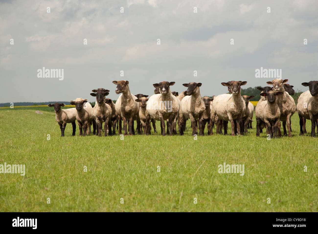 Schafherde auf der Weide, Land, Feldberger Seenlandschaft, Landkreis Mecklenburgische Seenplatte, Mecklenburg-Vorpommern, Deutschland Stockfoto