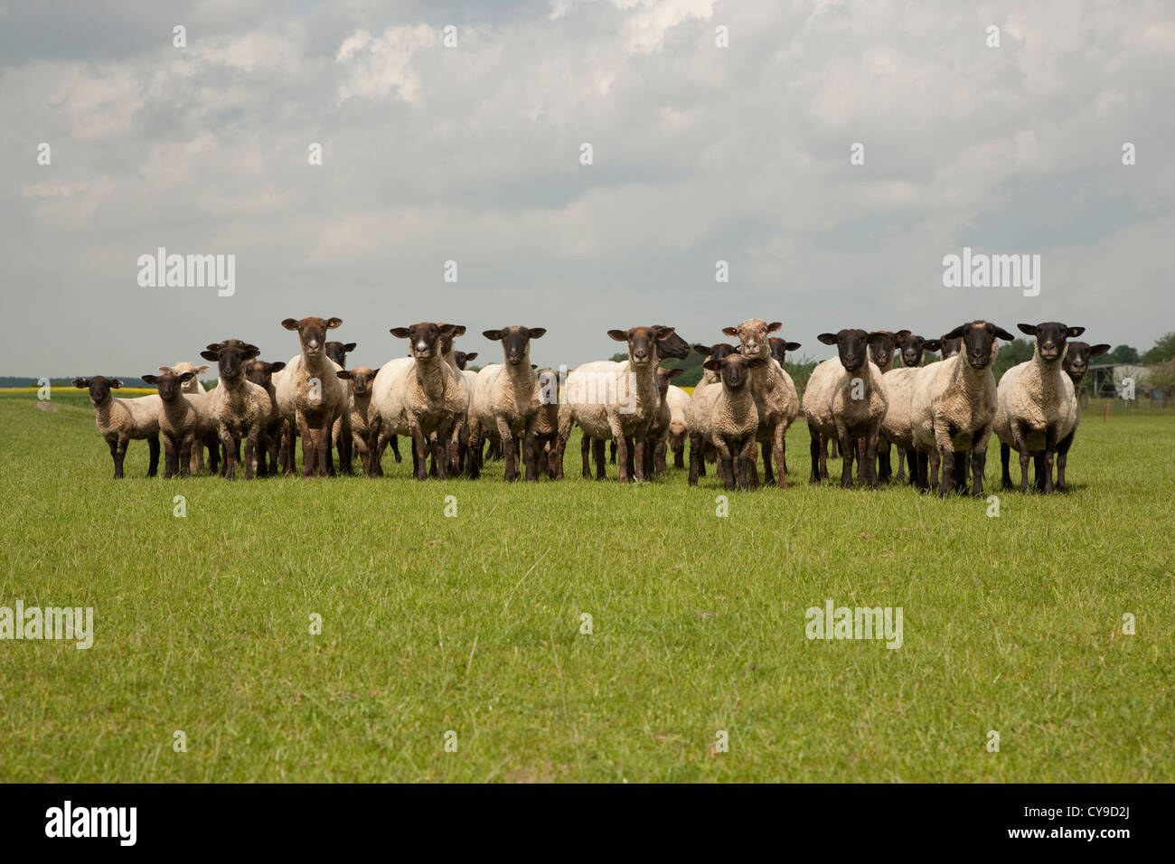 Schafherde auf der Weide, Land, Feldberger Seenlandschaft, Landkreis Mecklenburgische Seenplatte, Mecklenburg-Vorpommern, Deutschland Stockfoto