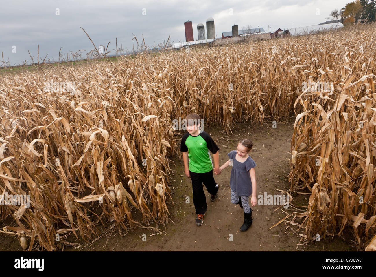 Jungen und Mädchen im Maislabyrinth in Mohawk Valley, US-Bundesstaat New York Stockfoto