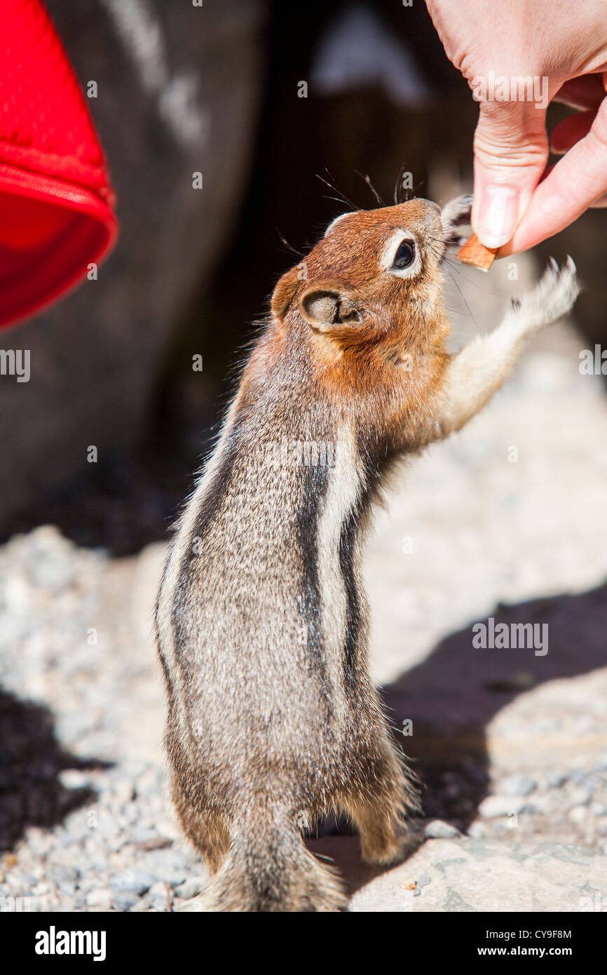 Ein Streifenhörnchen in den kanadischen Rockies von Touristen gefüttert. Stockfoto