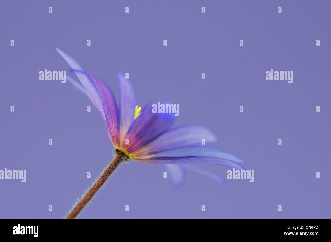 Anemone Blanda. Winter-Windflower oder Saphir Anemone. Daisy geformte Blume mit blassen blauen Blüten und leuchtend gelbe Staubgefäße. Stockfoto