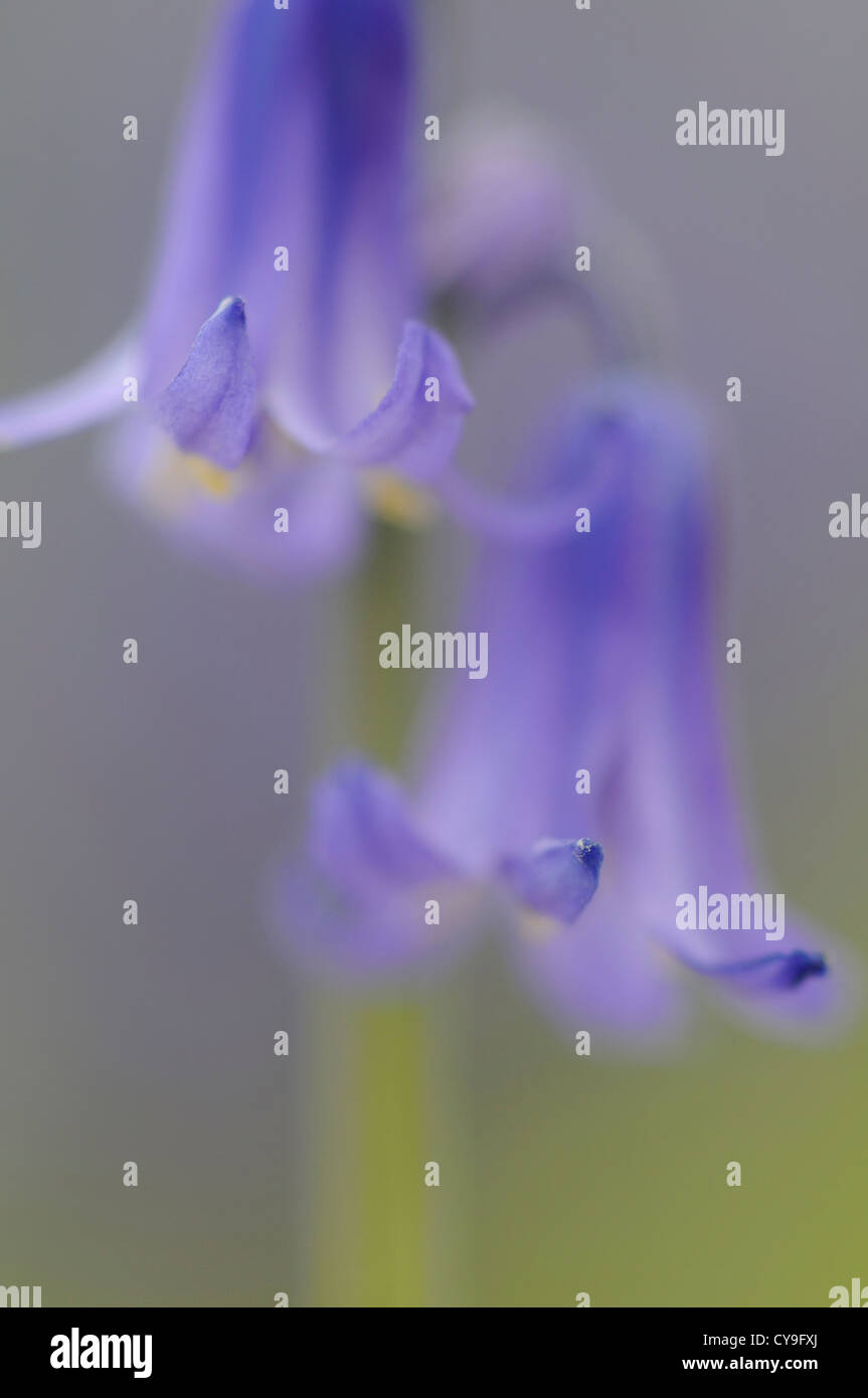 Hyacinthoides non-Scripta, englische Bluebell. Nahaufnahme von Bell geformte blaue Blumen im flachen Fokus. Stockfoto