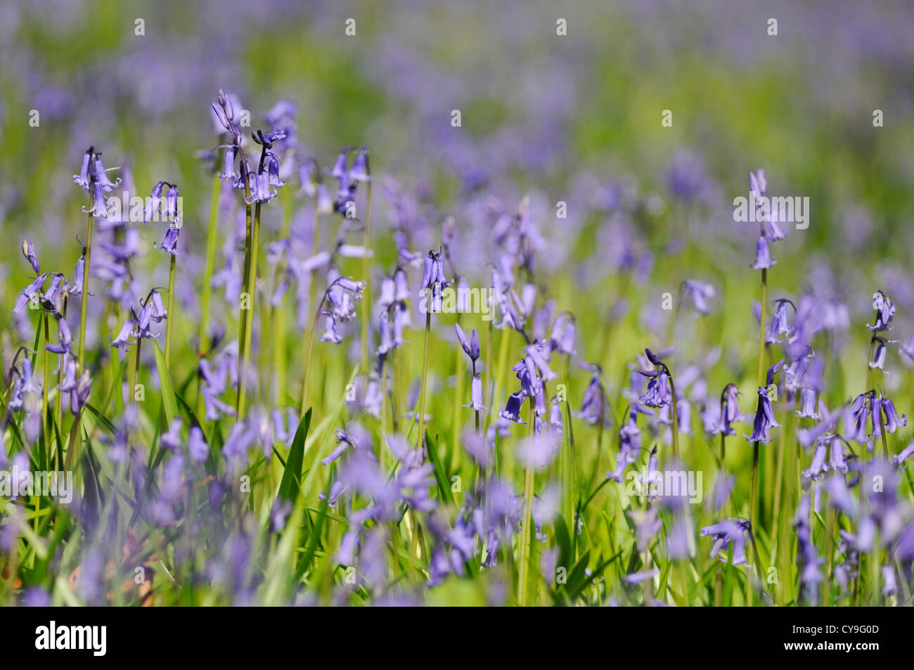 Hyacinthoides non-Scripta, englische Bluebell. Niedrigem Niveau geschossen mit flachen Fokus aufrecht Glockenblumen wachsen in einem Feld. Stockfoto