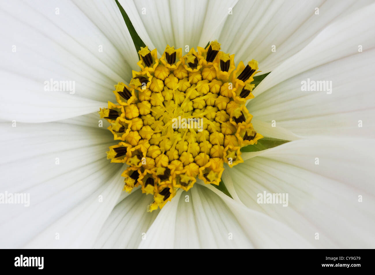 Cosmos Bipinnatus 'Sonata White', Kosmos oder mexikanische Aster. Nahaufnahme der gelben Staubfäden mit weißen Blütenblättern strahlenförmig Form Zentrum. Stockfoto