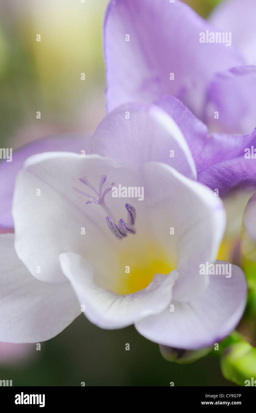 Freesie. Nahaufnahme von lila und weißen Blumen und Staubfäden mit gelben inneren an seiner Basis. Stockfoto