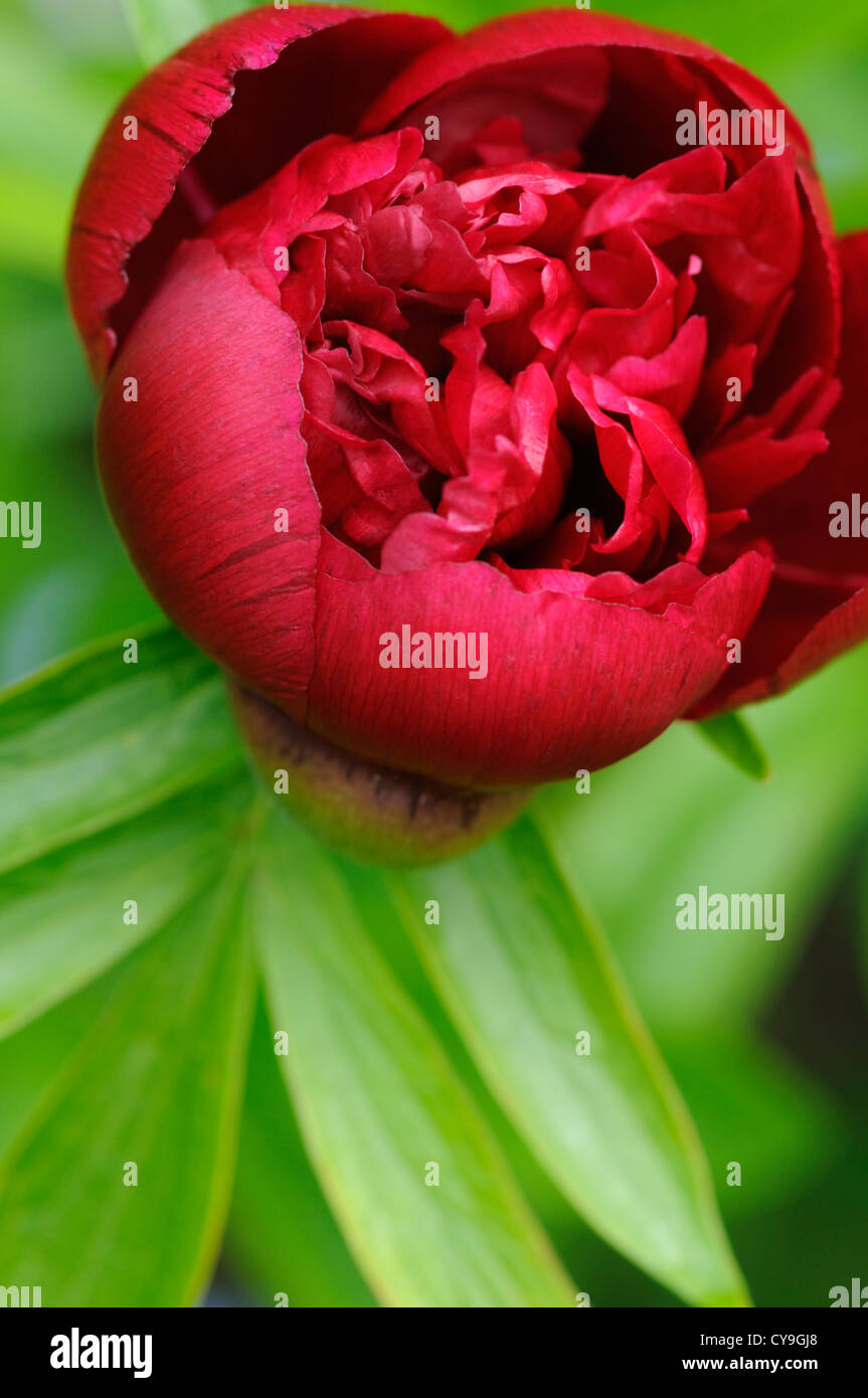 Paeonia Officinalis, Pfingstrose. Nahaufnahme der einzelnen tief rote Blume wächst an einem grünen Stiel des Strauches. Stockfoto