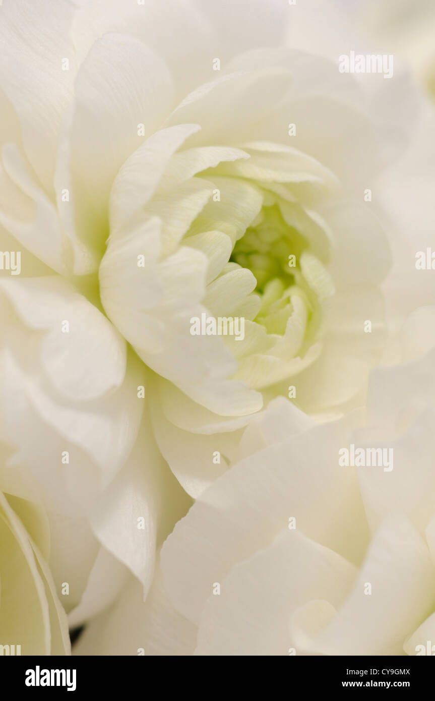 Ranunculus Asiaticus Sorte, persische Butterblume. Nahaufnahme der Blütenblätter auf eine einzelne weiße Blume. Stockfoto