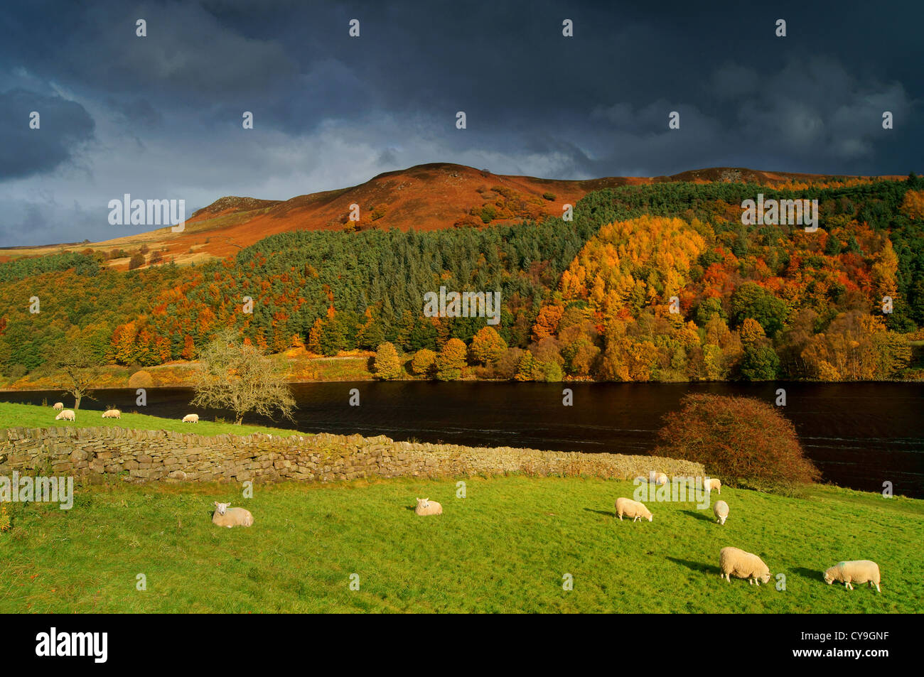 Großbritannien, Derbyshire, Peak District, Ladybower Reservoir und Whinstone Lee Tor im dramatischen Herbstlicht Stockfoto