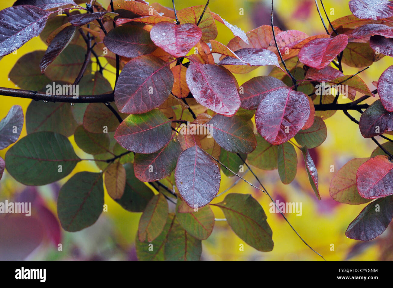 Cotinus Coggygria 'Royal Purple', Rauch Busch. Nahaufnahme der lila Blätter an den Zweigen des Baumes. Stockfoto