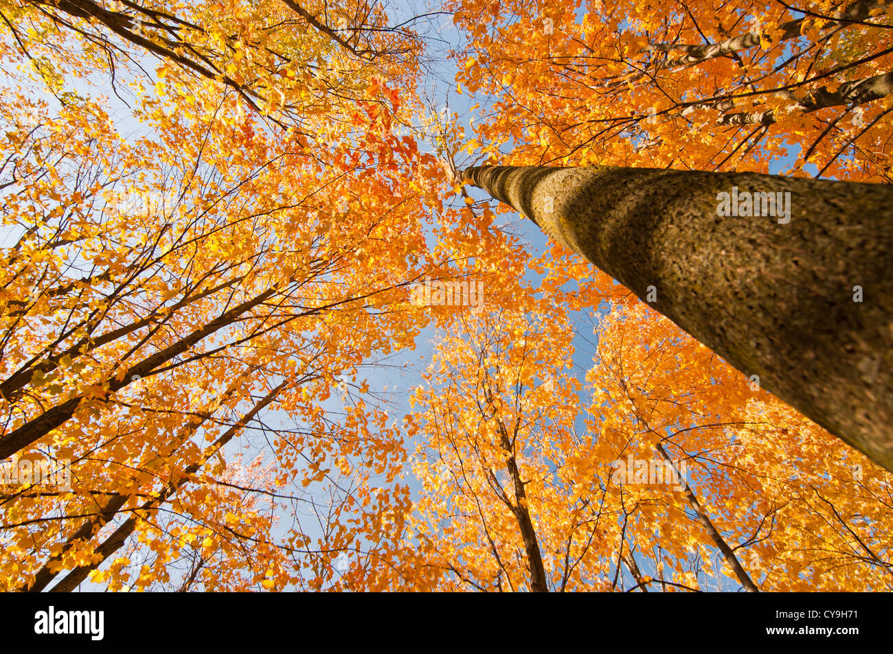 Nachschlagen der Baumstamm Ahorn in voller Herbst Färbung Stockfoto