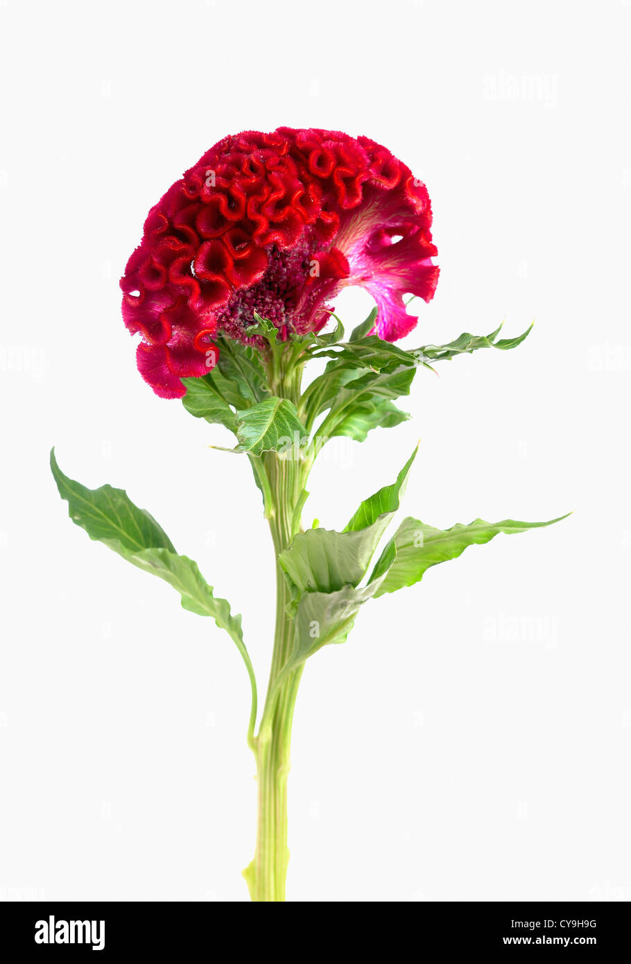 Celosia Argentea Cristata Gruppe Hahnenkamm. Rote Blume auf einzelnen