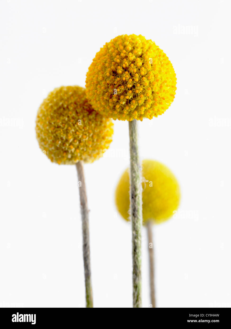 Pycnosorus Globosus, Drumsticks. Gruppe von hellen gelben Ball geformte Einzelblüten auf blattlosen Stängel. Stockfoto