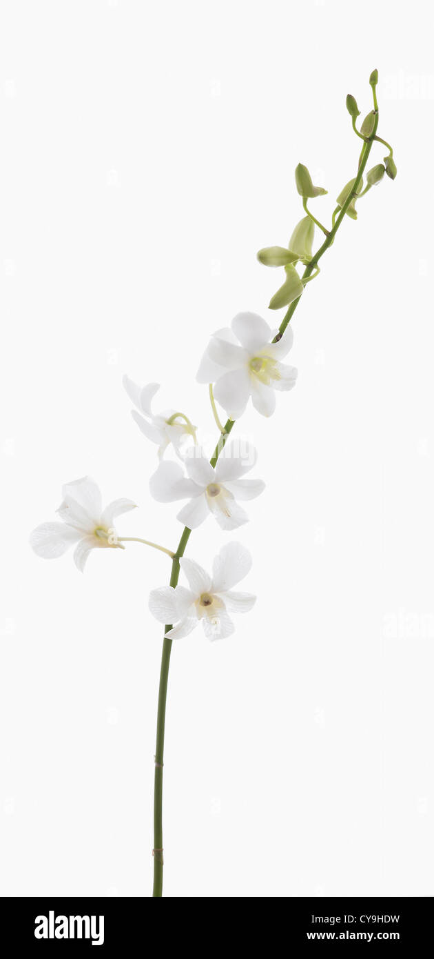 Dendrobium "lebendige Träume weiß', Orchidee, weißen Blüten und Knospen auf einzelne Stamm vor einem weißen Hintergrund. Stockfoto