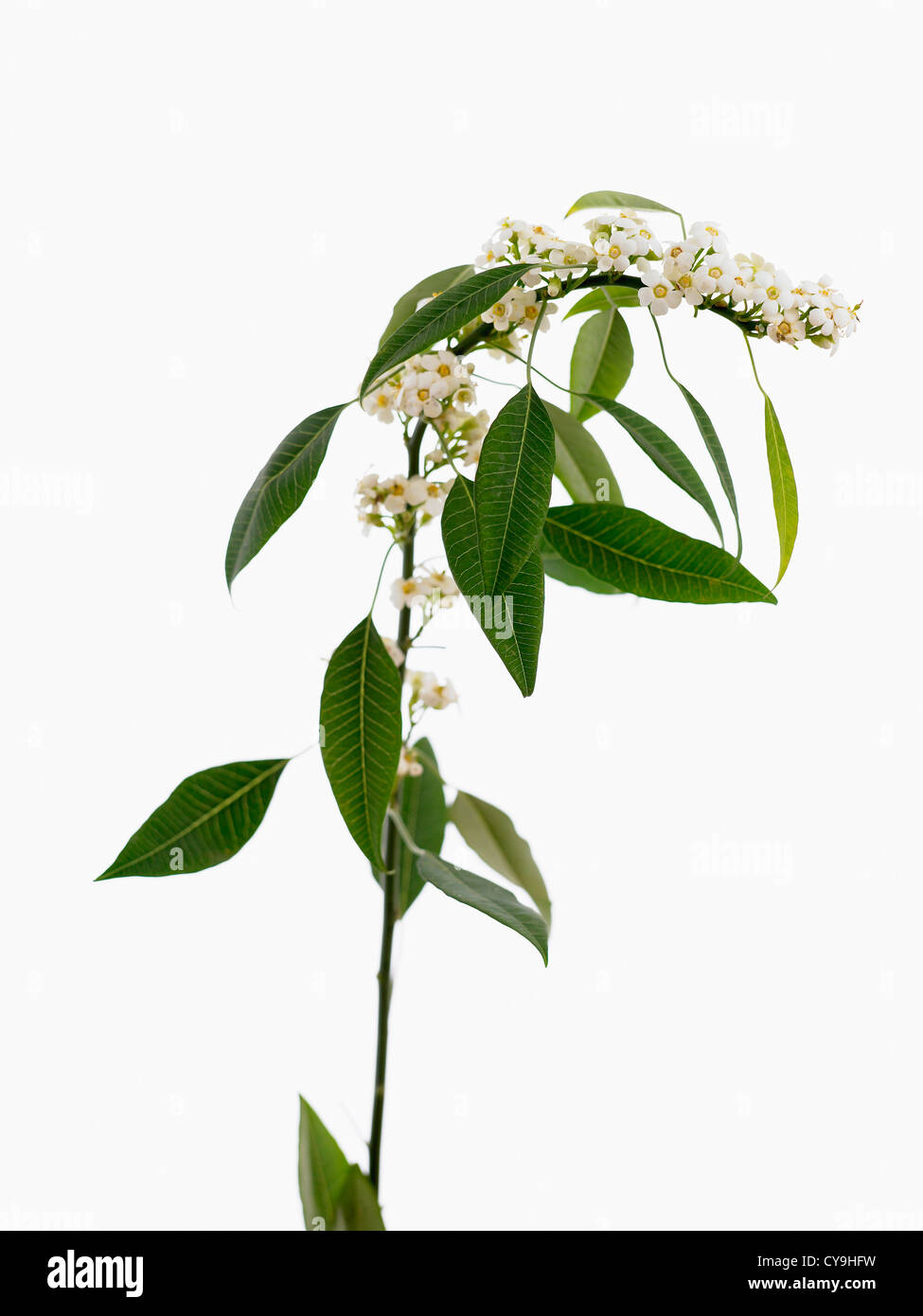 Euphorbia Fulgens "White King", Wolfsmilch. Kleine weiße Blumen auf einzelnen grünen Stiel vor einem weißen Hintergrund Stockfoto