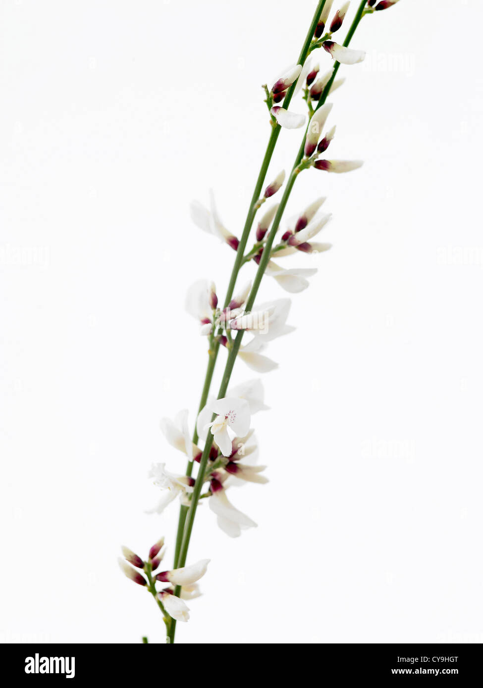 Genista Monosperma, weiße Ginster auf Stielen vor einem weißen Hintergrund. Stockfoto