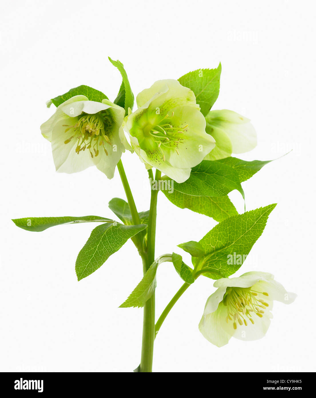 Ergeben Sie sich mit weißen Blüten der Helleborus Orientalis, Nieswurz oder Fastenzeit Rose vor einem weißen Hintergrund. Stockfoto