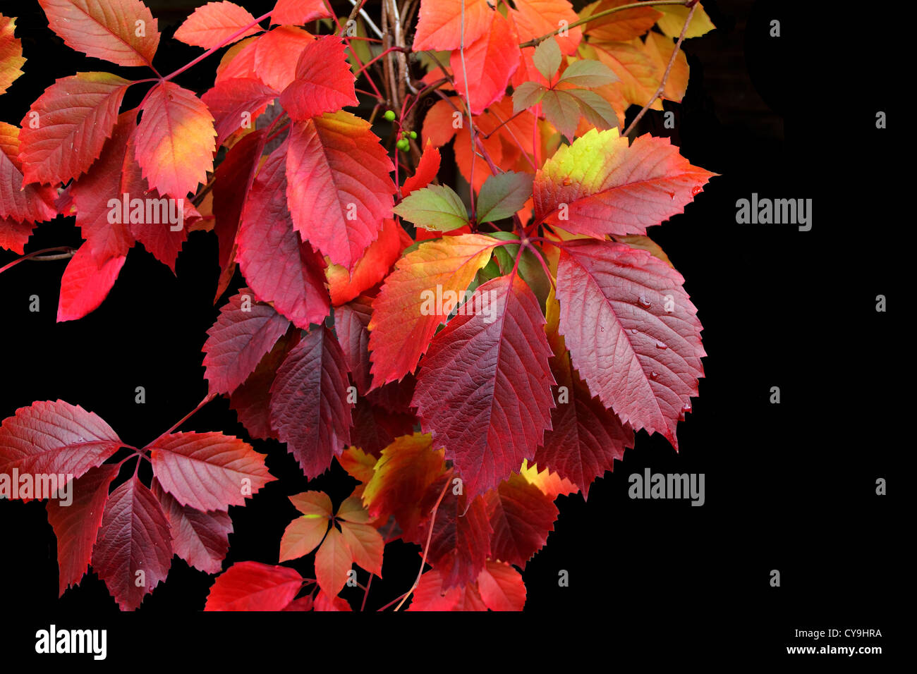 Herbstlaub auf schwarzem Hintergrund isoliert Stockfoto