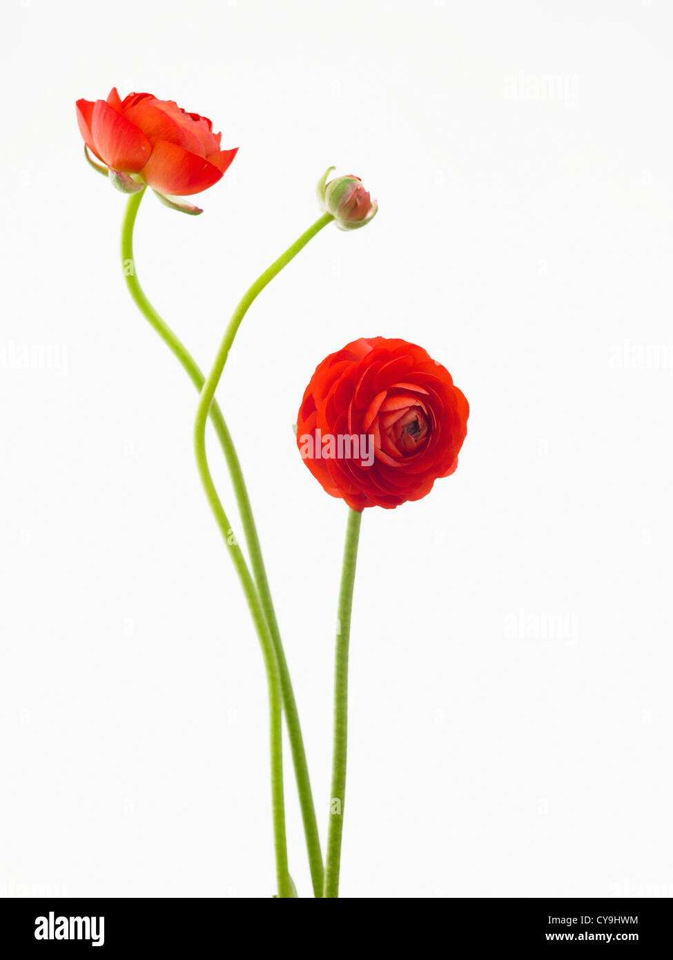 Ranunculus Asiaticus 'Eleganz rot', roter persische Ranunkeln vor einem weißen Hintergrund. Stockfoto
