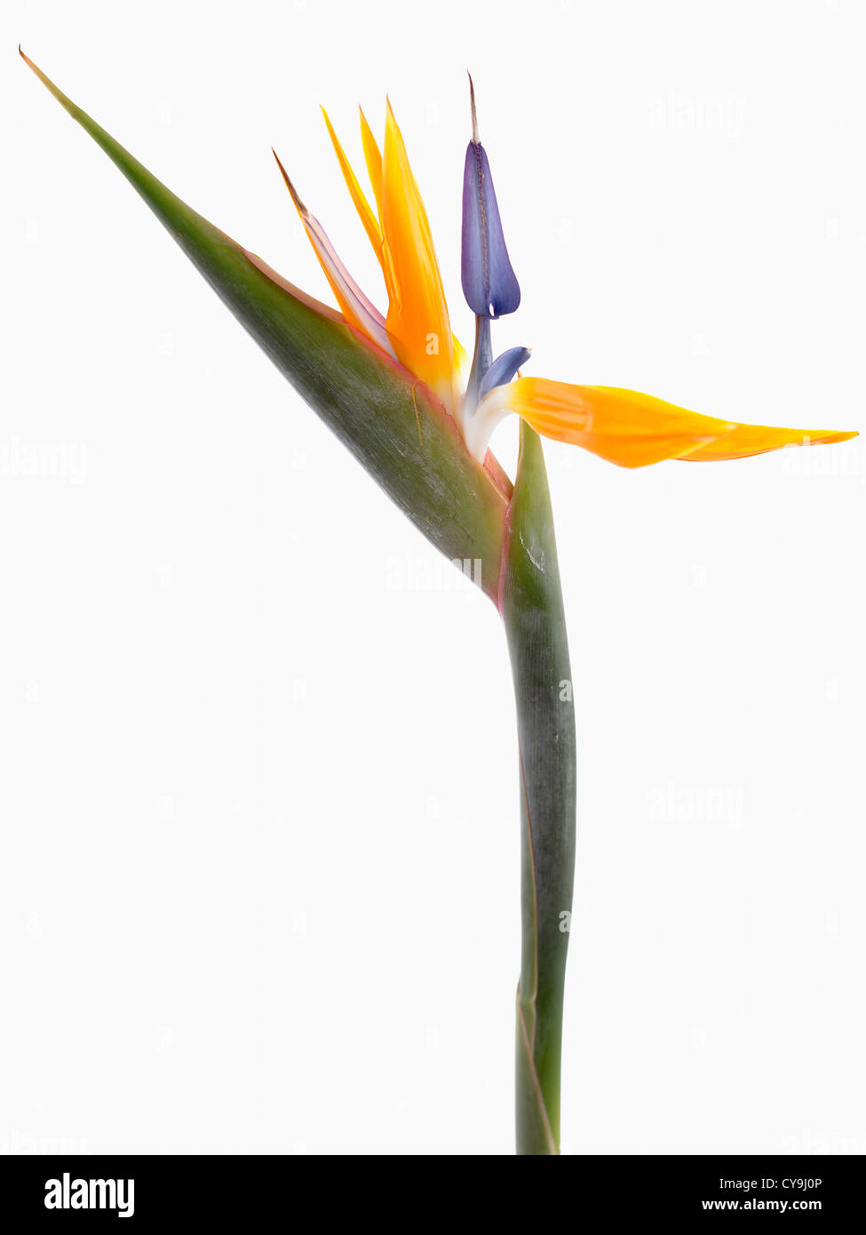 Strelitzia Reginae Paradiesvogel Blume vor einem weißen Hintergrund Stockfoto