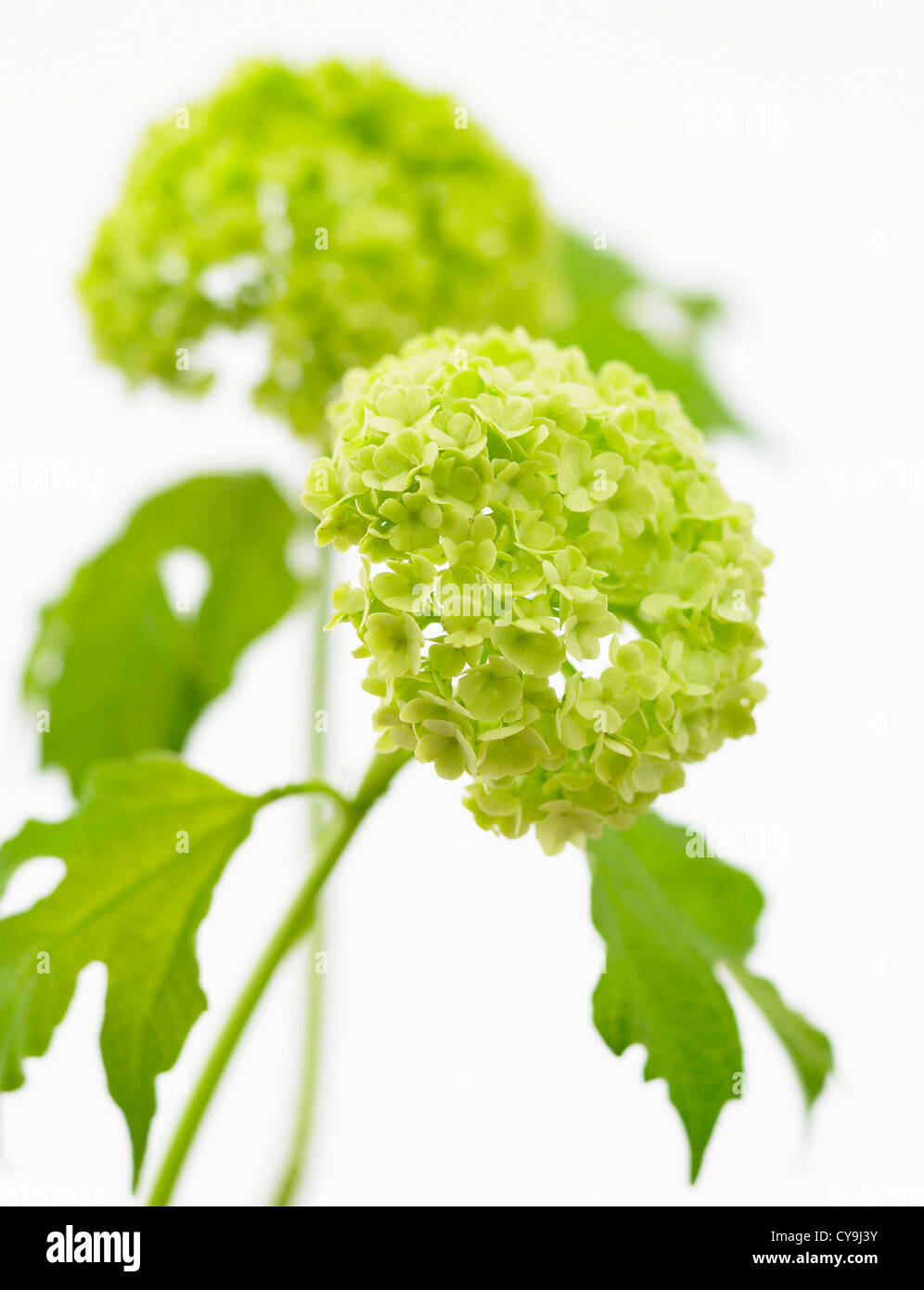 Viburnum Opulus 'Roseum', rote Guelder Rose Blume vor einem weißen Hintergrund Stockfoto