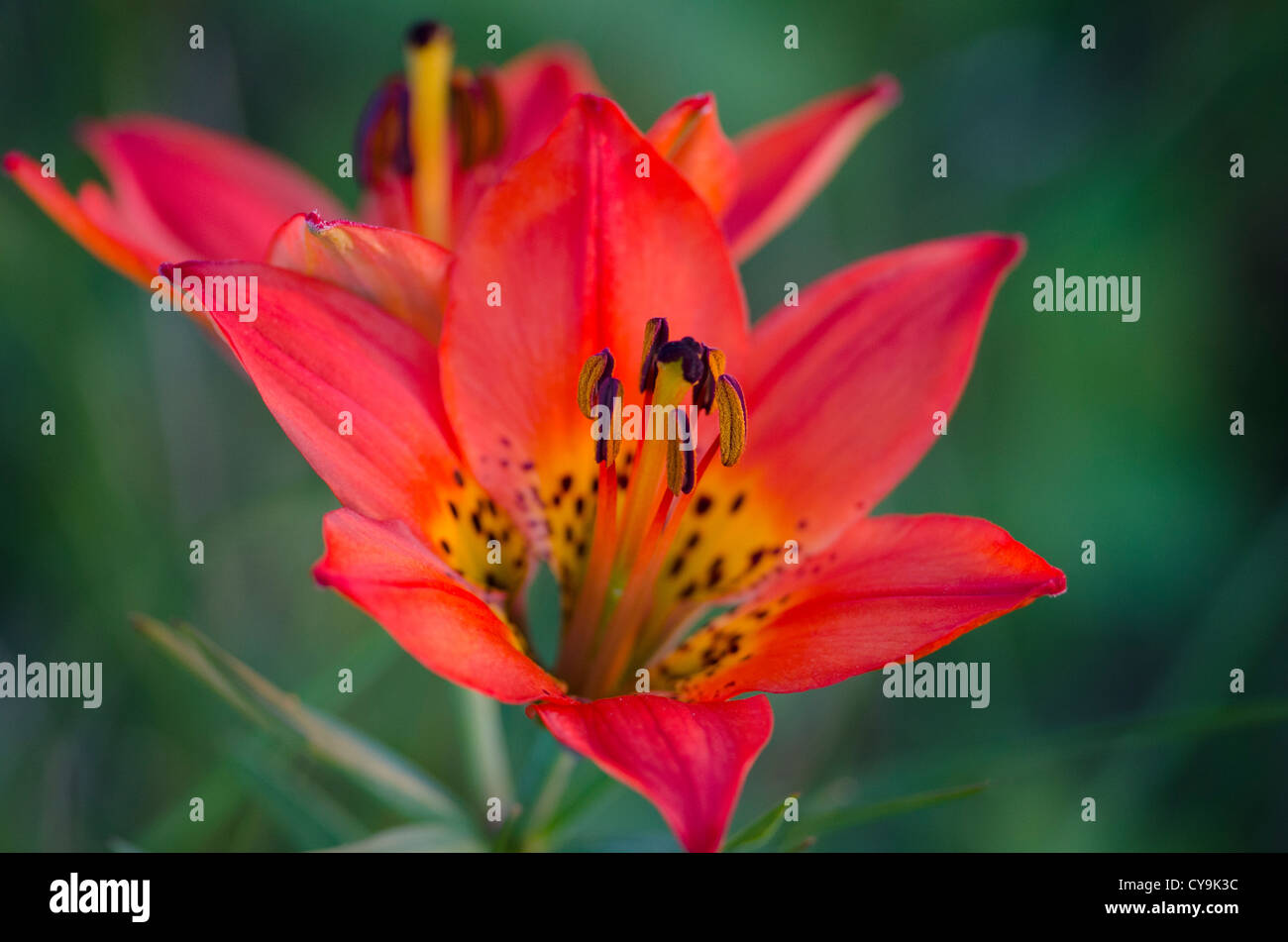 Wilde Tiger Lily Stockfoto