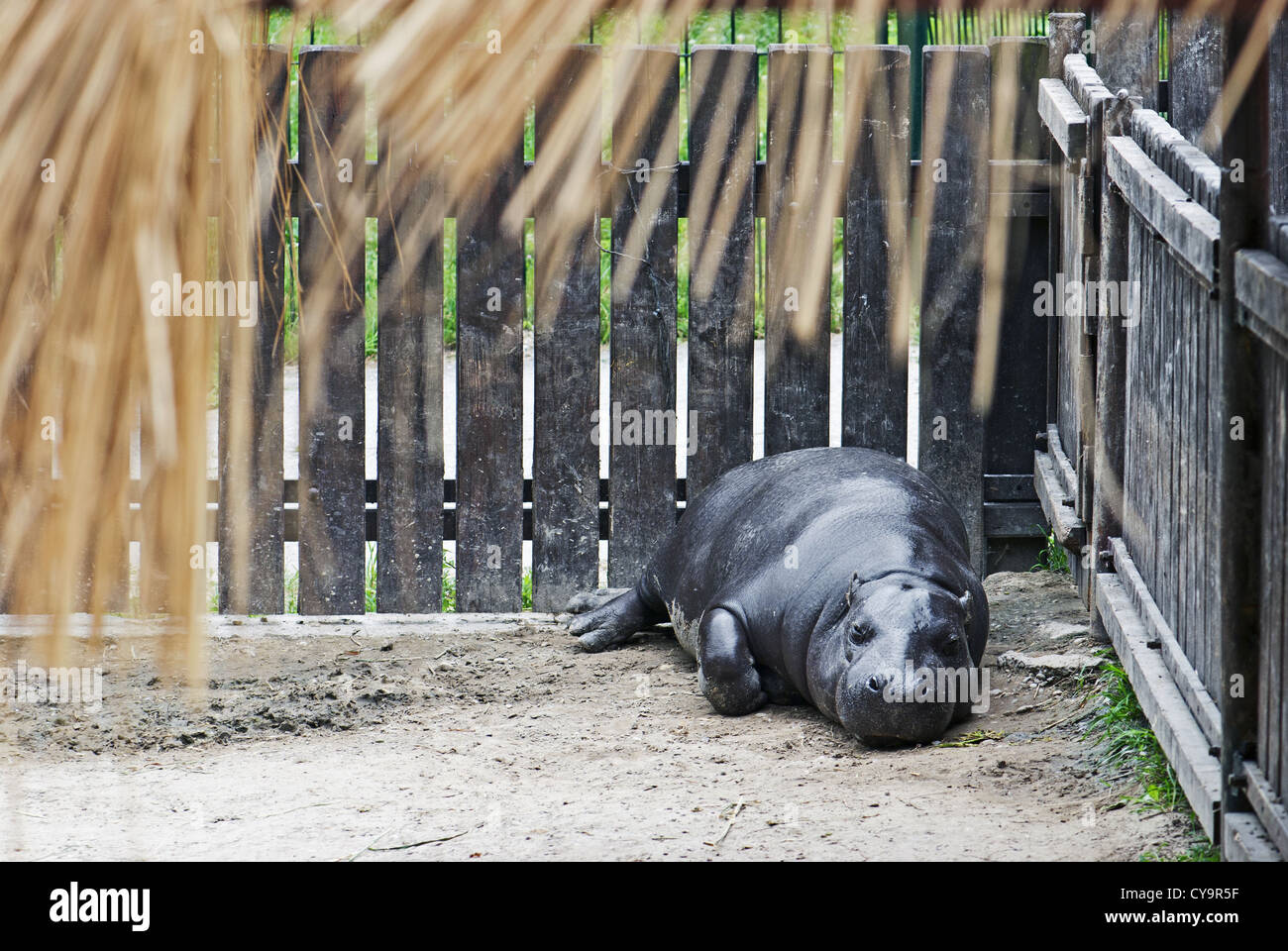Pygmy Hippopotamus (Choeropsis Liberiensis) in einem zoo