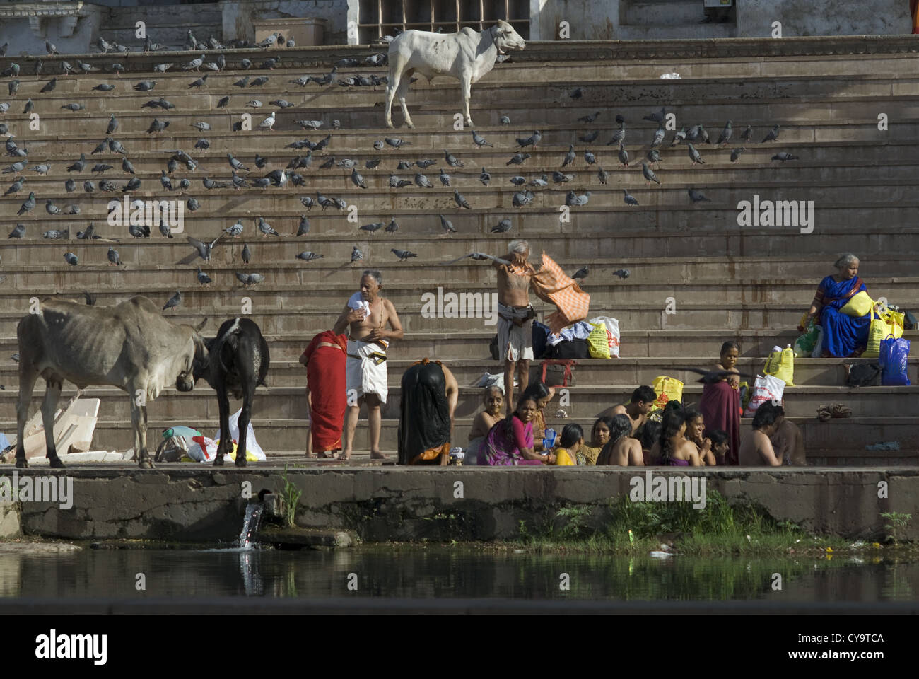 Hindu Anhänger führen rituelle Waschungen im Morgengrauen in Pushkar, Rajasthan, Indien Stockfoto