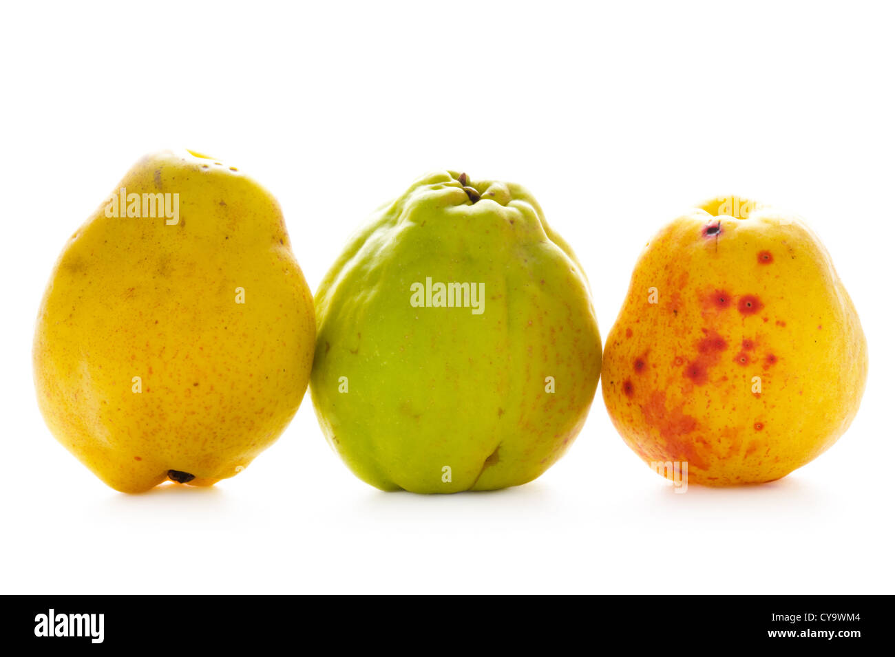 Quince Cydonia Oblonga Ripe Fruit Stockfotos Quince Cydonia