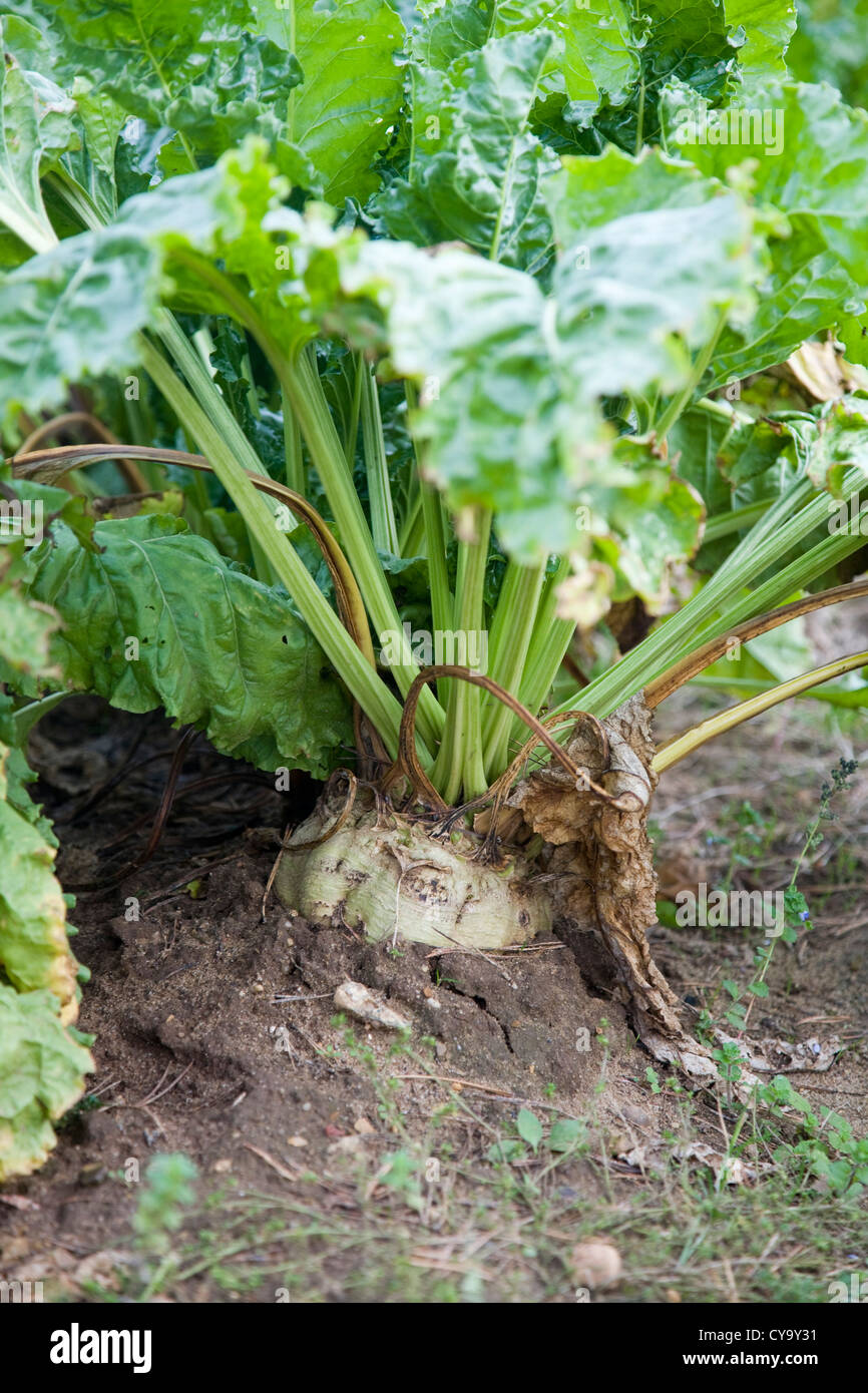 Beta Vulgaris Zuckerrüben Pflanze wächst im Feld Stockfoto