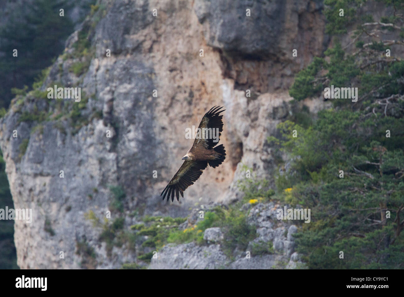 Gänsegeier (abgeschottet Fulvus) überfliegen der Cevennen-Nationalpark, Frankreich Stockfoto
