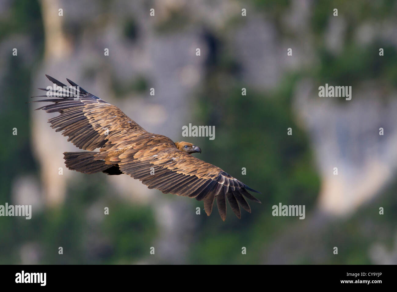 Gänsegeier (abgeschottet Fulvus) überfliegen der Cevennen-Nationalpark, Frankreich Stockfoto