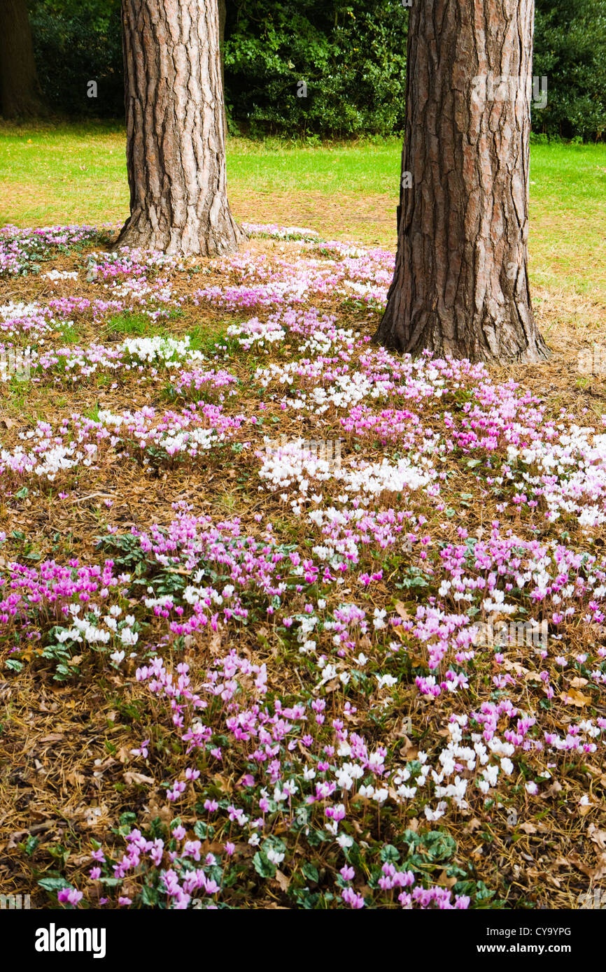 Alpenveilchen (Herbst blühen) unter Pinien. Wisley Garden, UK. Stockfoto