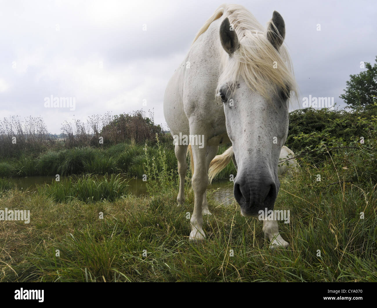 Ein weißes Pferd in der Landschaft der Camargue, Frankreich. Stockfoto