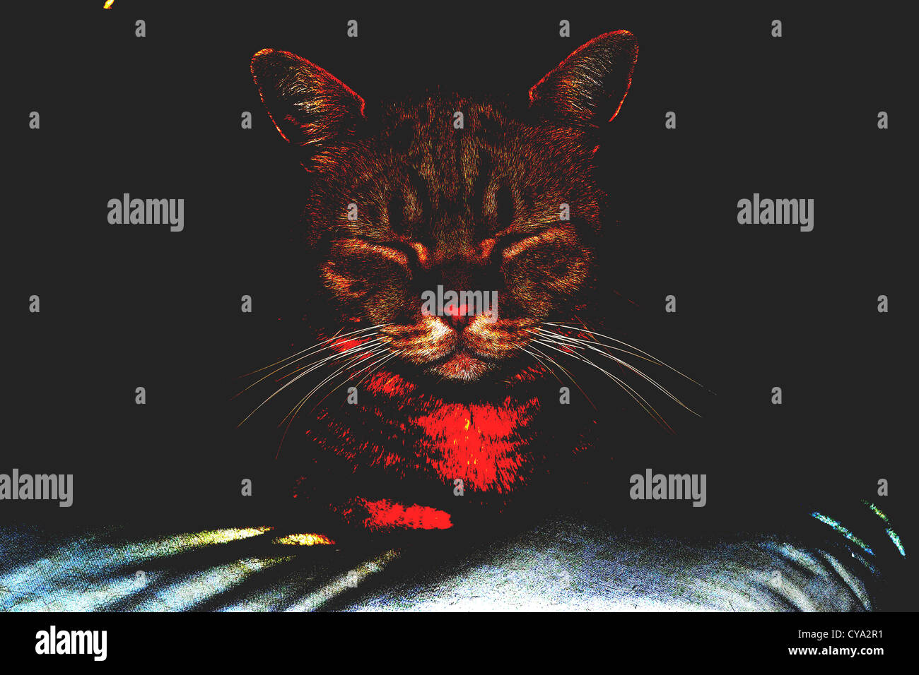 Halloween-Katze. Stockfoto