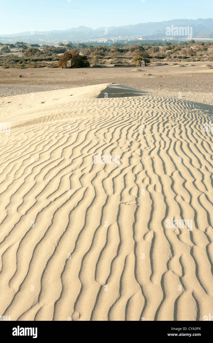 Die Sanddünen in Maspalomas Gran Canaria Kanaren Spanien, wie eine Mini-Sahara-Wüste Stockfoto