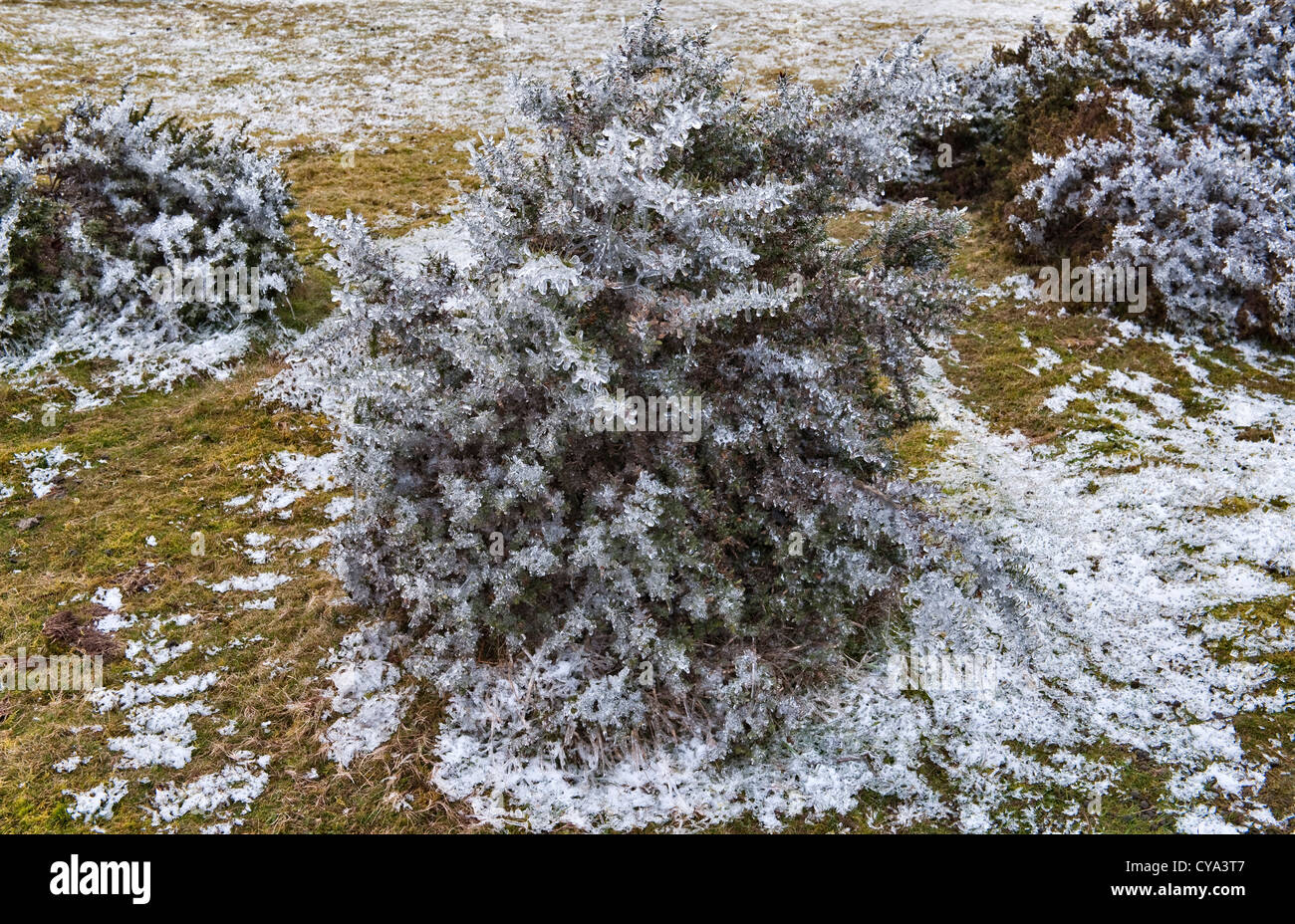 Ein gefrorener Ginsterbusch (Ulex europaeus) auf Litton Hill, in der Nähe von Knighton, Wales, Großbritannien, im Winter Stockfoto