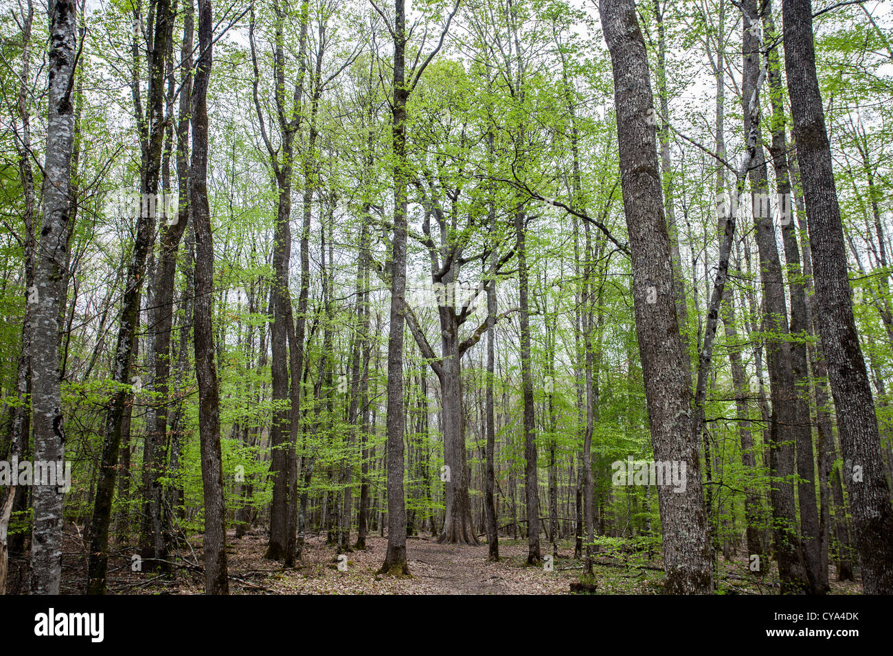 Landschaft Wald Tronçais (Forêt de Tronçais), Frankreich